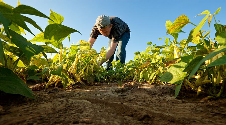 farmer bending down in a field